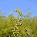 Sophora tomentosa